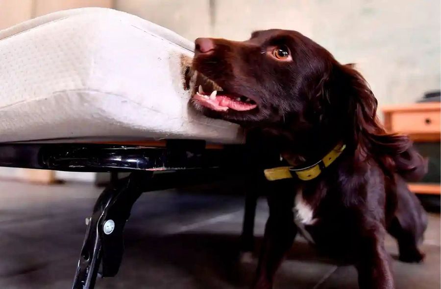 Dogs saving hotel industry. Their secret? Smell-sensitive noses