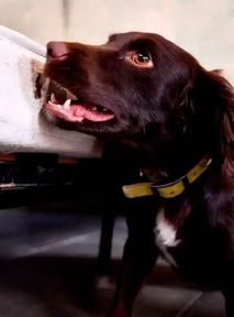 Dogs saving hotel industry. Their secret? Smell-sensitive noses