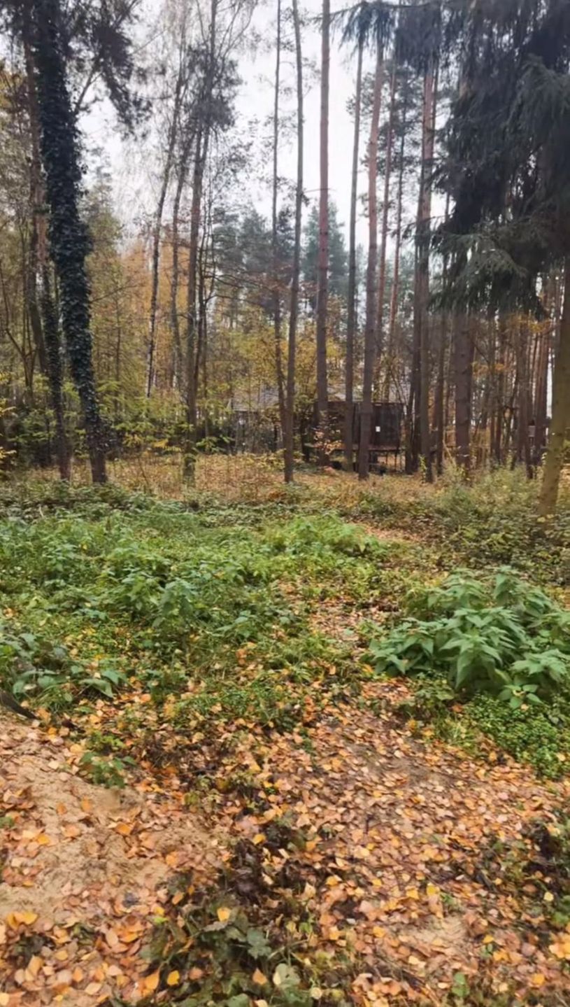 Bohosiewicz pokazała otoczenie domku w lesie