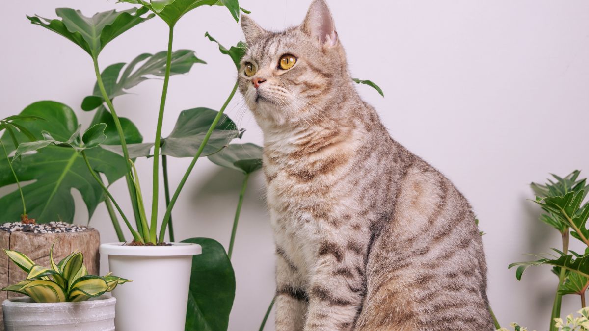 Rośliny trujące dla kotów