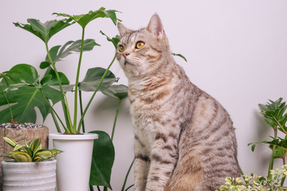 Rośliny trujące dla kotów