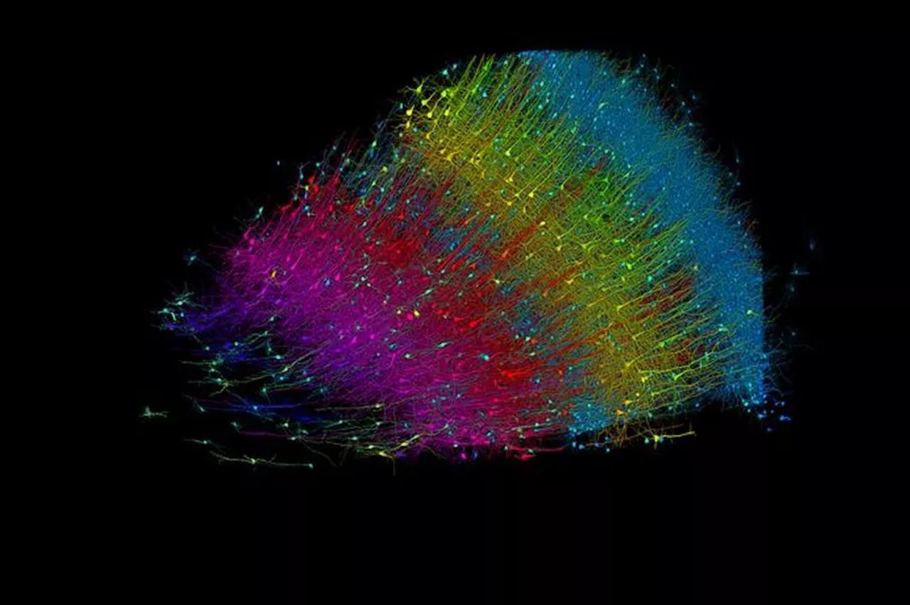 Przy pomocy AI naukowcy zmapowali maleńki fragment ludzkiej tkanki mózgowej