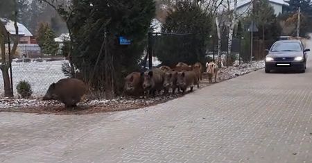 Duży problem z dzikami w Legionowie. Straż miejska apeluje