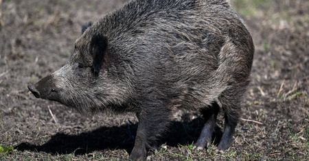 Locha zaatakowała 22-latkę. Nikt nie wezwał pomocy