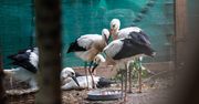 Kraków: Miasto zapowiada budowę Ośrodka Rehabilitacji Dzikich Zwierząt