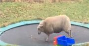 Hit YouTube'a. Owca odkryła trampolinę. Nie uwierzysz, co stało się później