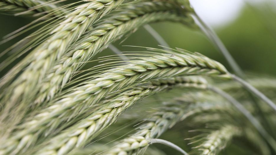 Do przygotowania napoju potrzebne jest kiełkujące żyto