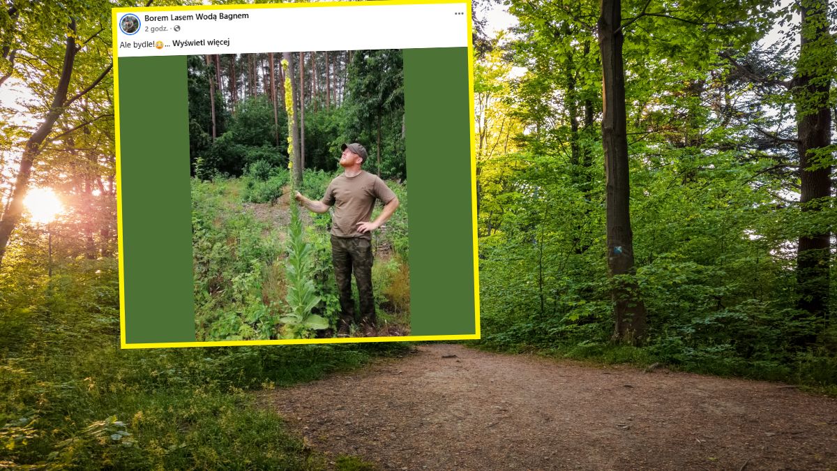 Leśnik znalazł ogromną dziewannę