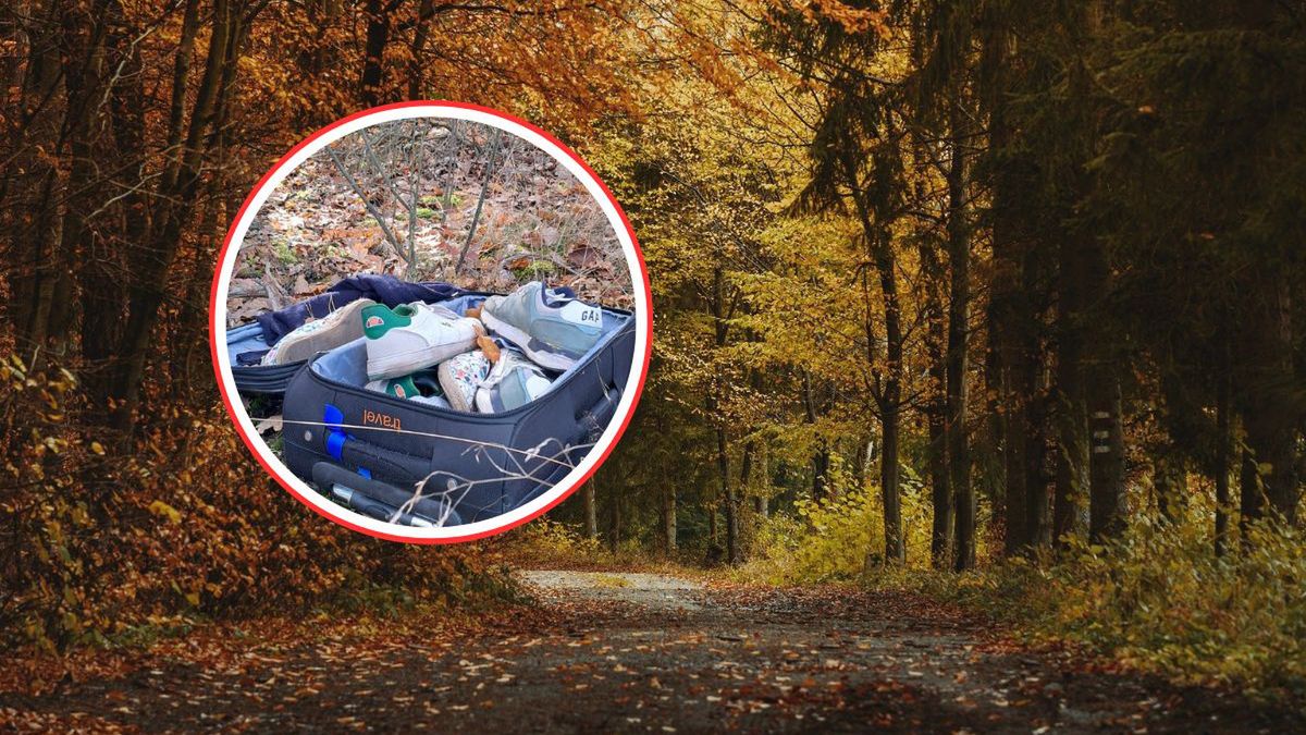 Walizka w lesie i gorzki komentarz leśników
