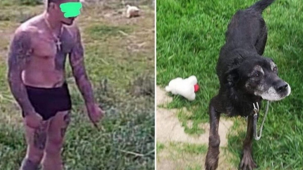 Mężczyzna włamał się do azylu dla bezdomnych zwierząt w Oleśnicy (woj. dolnośląskie).