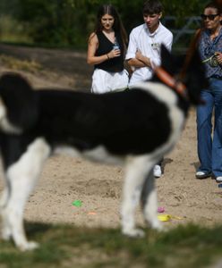 Bestialskie ataki na psy. Mieszkańcy ostrzegają się w mediach społecznościowych