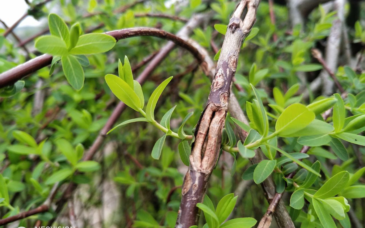 Archos Diamond Omega: test solidnego smartfonu o nietypowych proporcjach 15