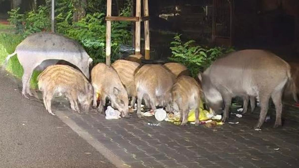 Decyzja zapadła. Józefów odstrzeli 100 dzików.