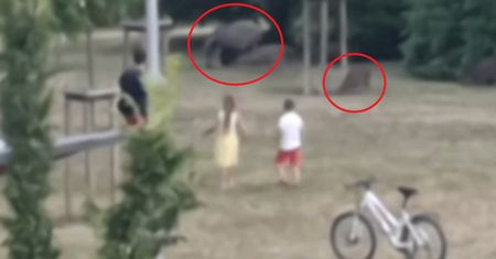 "Stado dzików i ludzka głupota". Nagrał, co zrobili rodzice z dziećmi