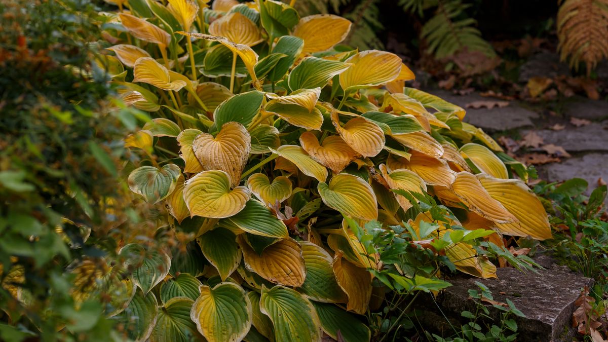 Jak zadbać o funkie przed zimą?