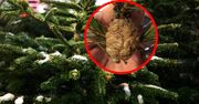 Widzisz na choince? Natychmiast oderwij i wyrzuć