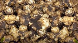 Topinambur - naturalna pomoc przy cukrze, trawieniu i wadze. A prawie nikt go nie je!