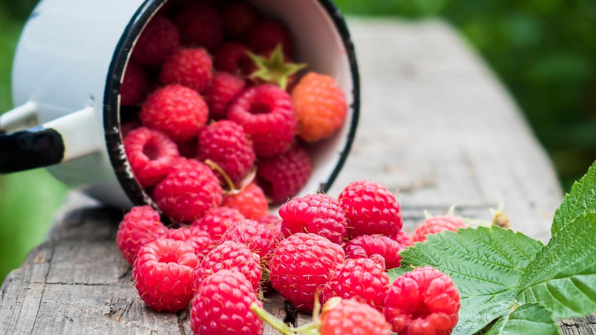 Maliny najlepiej smakują prosto z krzaka w ogródku u babci