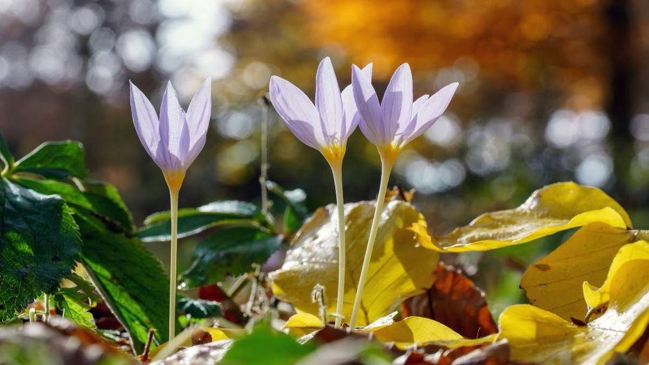 ecosystem, anemone, woodland, flora, macro closeup, crocus, trees, spring, bloom, botanical, leaves, pink purple, season, color colorful, falakro mountain, green brown violet, natural, woods, background, plant, autumn, crocus flower, macedonia greece, forest, stigma, trekking, botany, yellow golden orange, scenery, vivid, drama, national park, ecology, petal, september october november, fall, europe, autumnal, blossom, nature, leaf, flower, foliage, blooming, environment, outdoors, bokeh, windflower, landscape