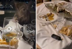 Dziki "napadły" na restaurację. Turyści z Polski od razu zareagowali