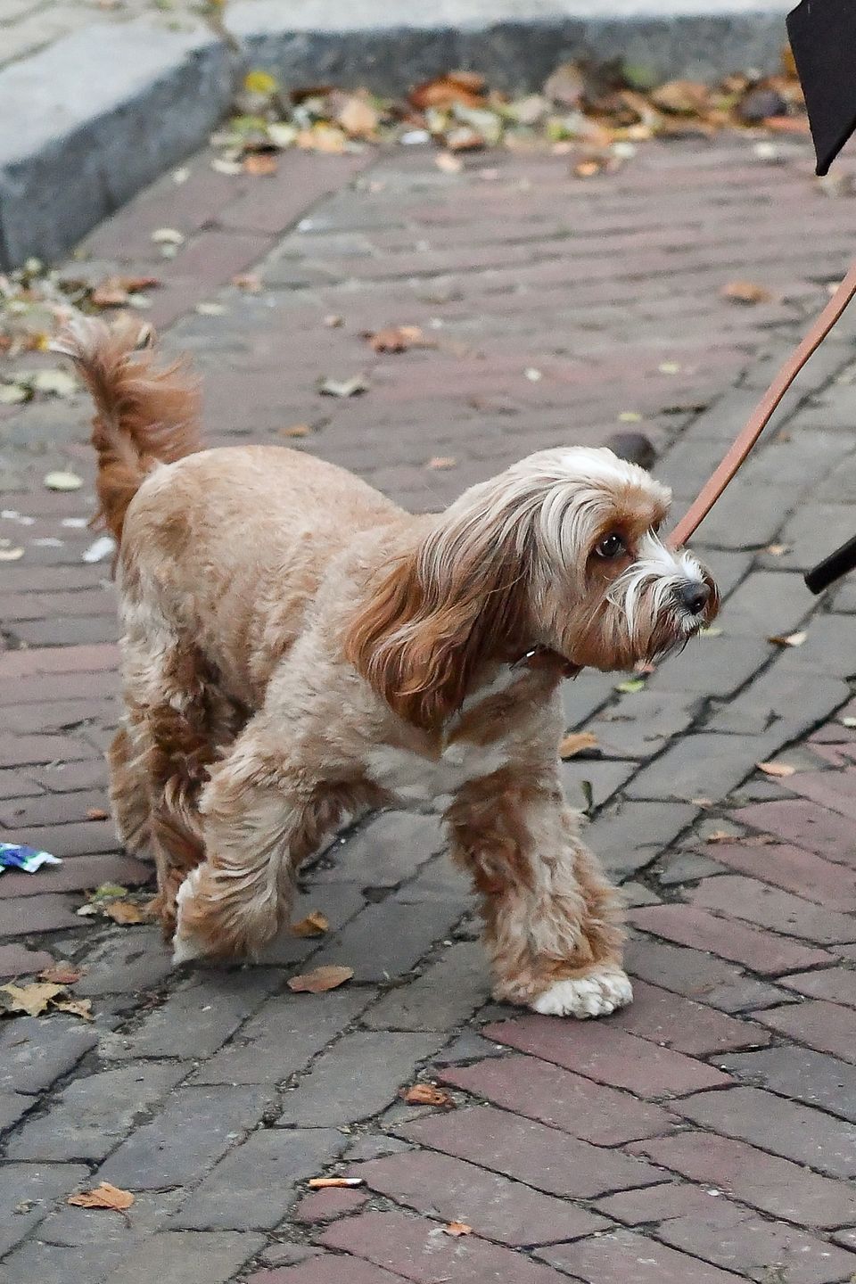 Joanna Przetakiewicz spaceruje z psem po mieście