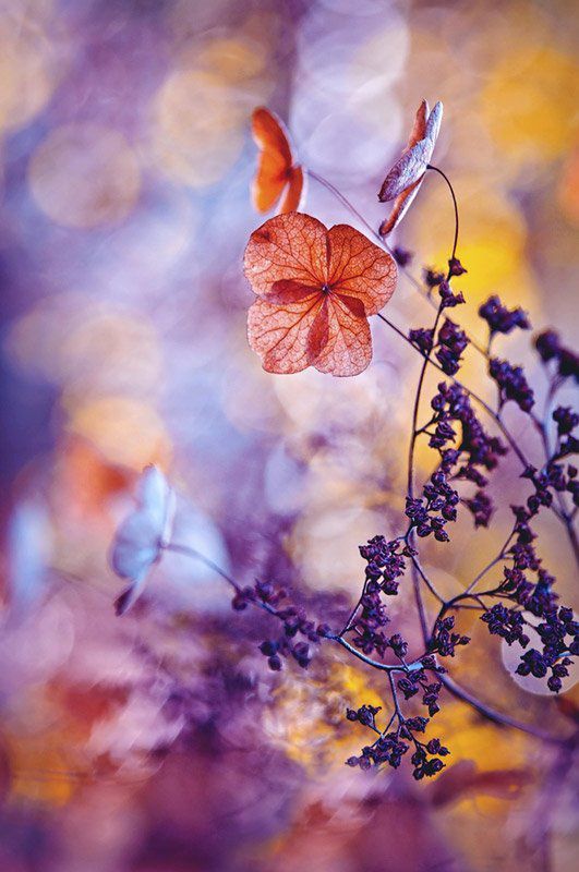 Magdalena Wasiczek z nagrodą Grand Prix konkursu International Garden Photographer of the Year 2015 1