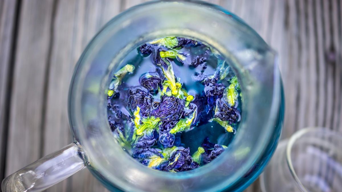 Napar z klitorii może wpływać na komórki nowotworowe