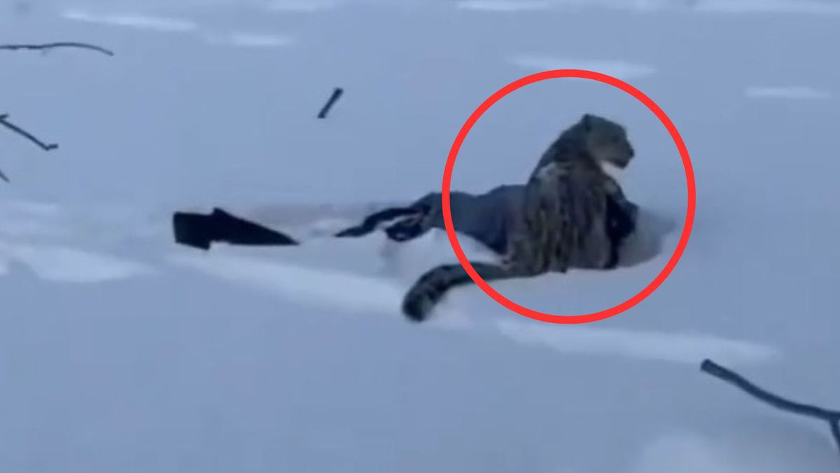 Irbis śnieżny zaatakował narciarkę w Chinach