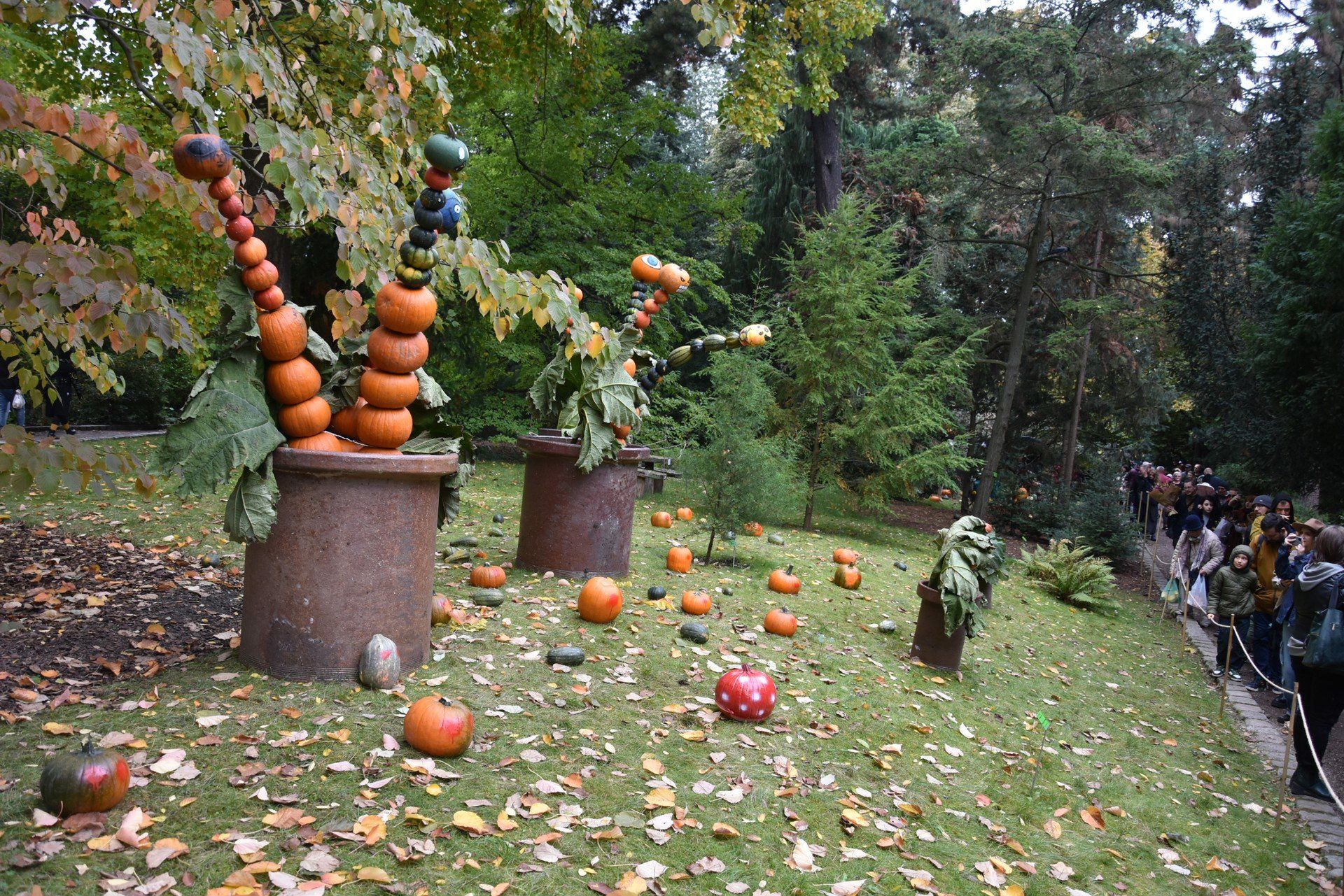 Dynie w Ogrodzie Botanicznym