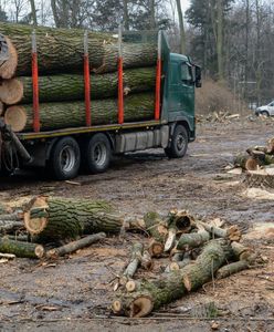 Poważny problem z drewnem. Ruszają kontrole w firmach