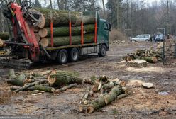 Poważny problem z drewnem. Ruszają kontrole w firmach