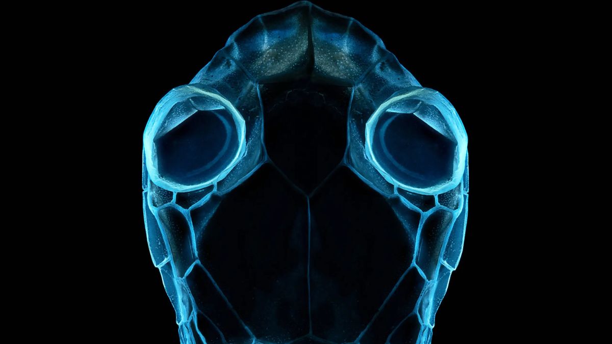 Zdjęcie nagrodzone w konkursie Woman Science Photographer of the Year.