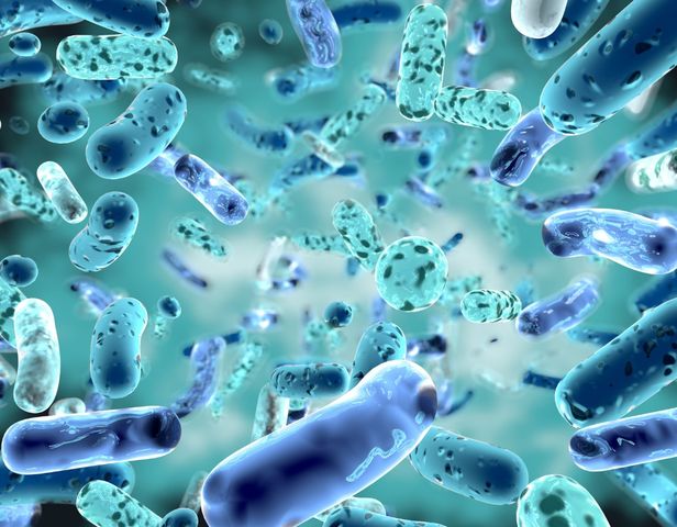 Bifidobacterium to bakterie, które wyróżniają szczególne właściwości probiotyczne. Są ważną składową mikroflory jelitowej.