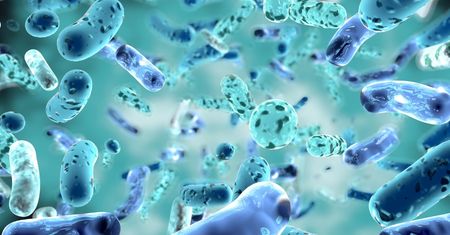 Bifidobacterium – właściwości, rodzaje i działanie