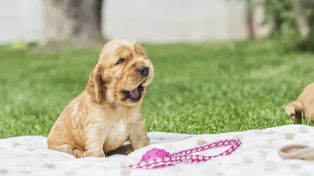 Stomach Viruses in Dogs – A Threat That Cannot Be Ignored