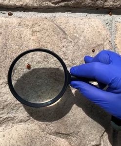 Inwazja biedronek. Sprawdź, czy nie masz ich w swoim domu