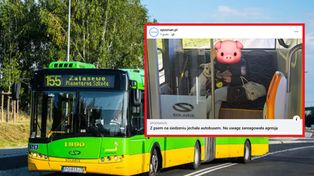 Pies na siedzeniu w autobusie. Tak zareagowała kobieta na zwrócenie uwagi
