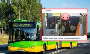Pies na siedzeniu w autobusie. Tak zareagowała kobieta na zwrócenie uwagi