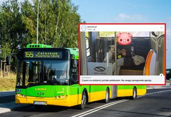 Pies na siedzeniu w autobusie. Tak zareagowała kobieta na zwrócenie uwagi