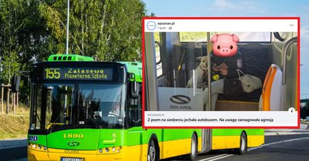 Pies na siedzeniu w autobusie. Tak zareagowała kobieta na zwrócenie uwagi