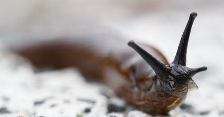 Wychodzą na żer w nocy. Ta pułapka przyciąga je jak magnes