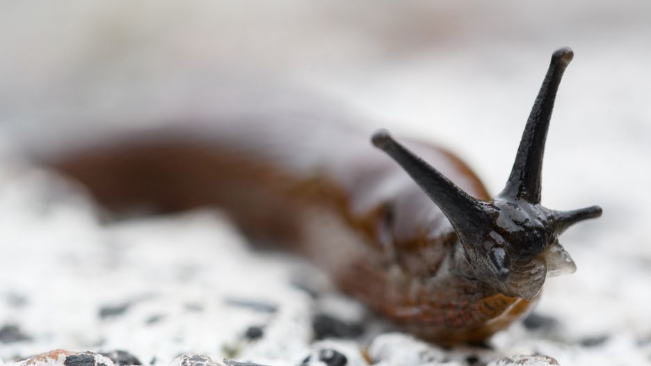 Close-up of snail on rock,Sweden
Fredrik Findahl / 500px
arion rufus, closeup, macro, bugs, micro, liten, smått, djur, närbild