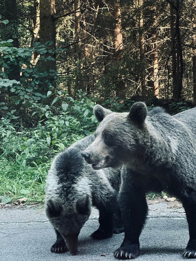 Pynci spotkała aż 12 niedźwiedzi podczas jazdy 