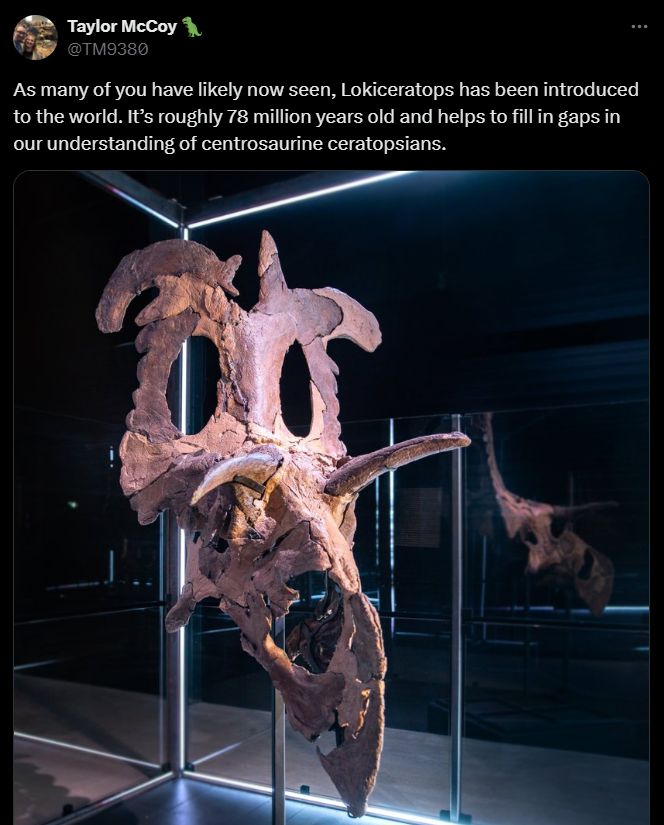 Skull of Lokiceratops