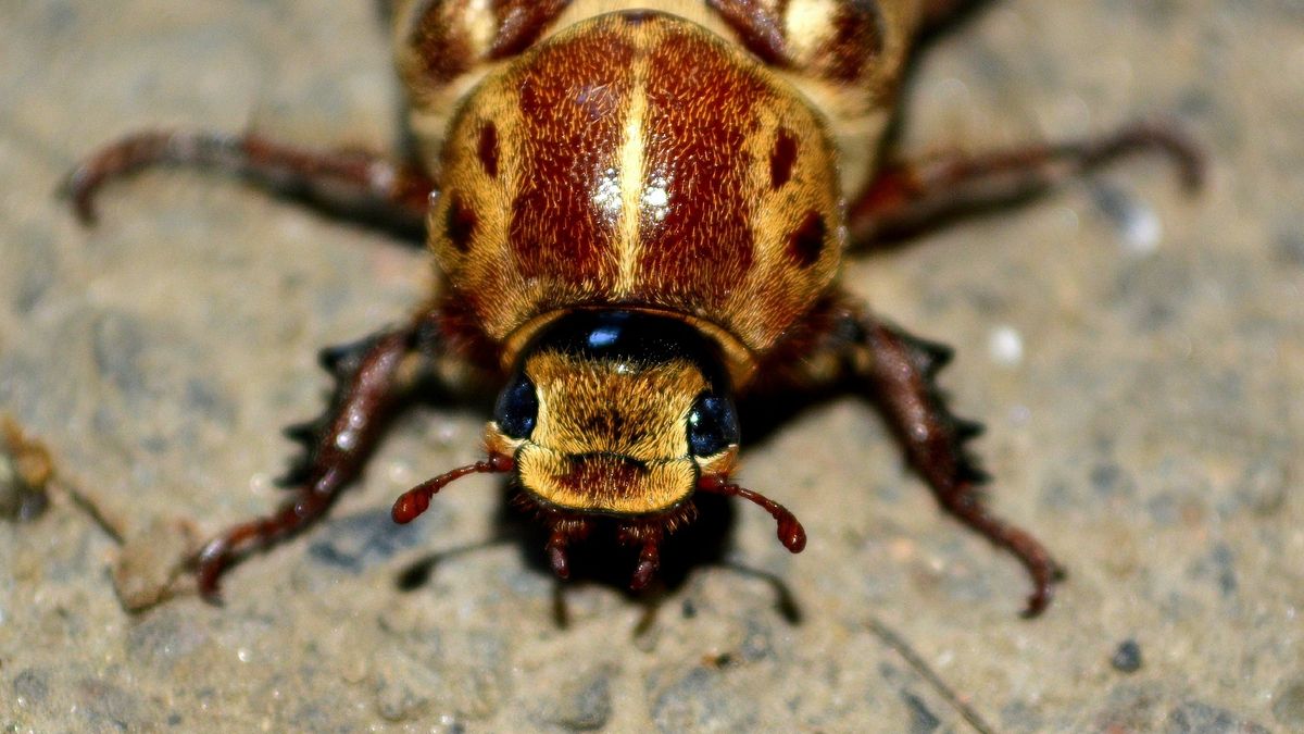 Proste sposoby na pozbycie się owadów 1