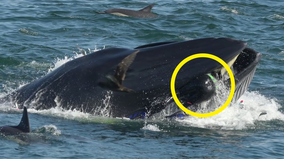 Pożarł go wieloryb - i przeżył. Wszystko uchwycono na filmie 1