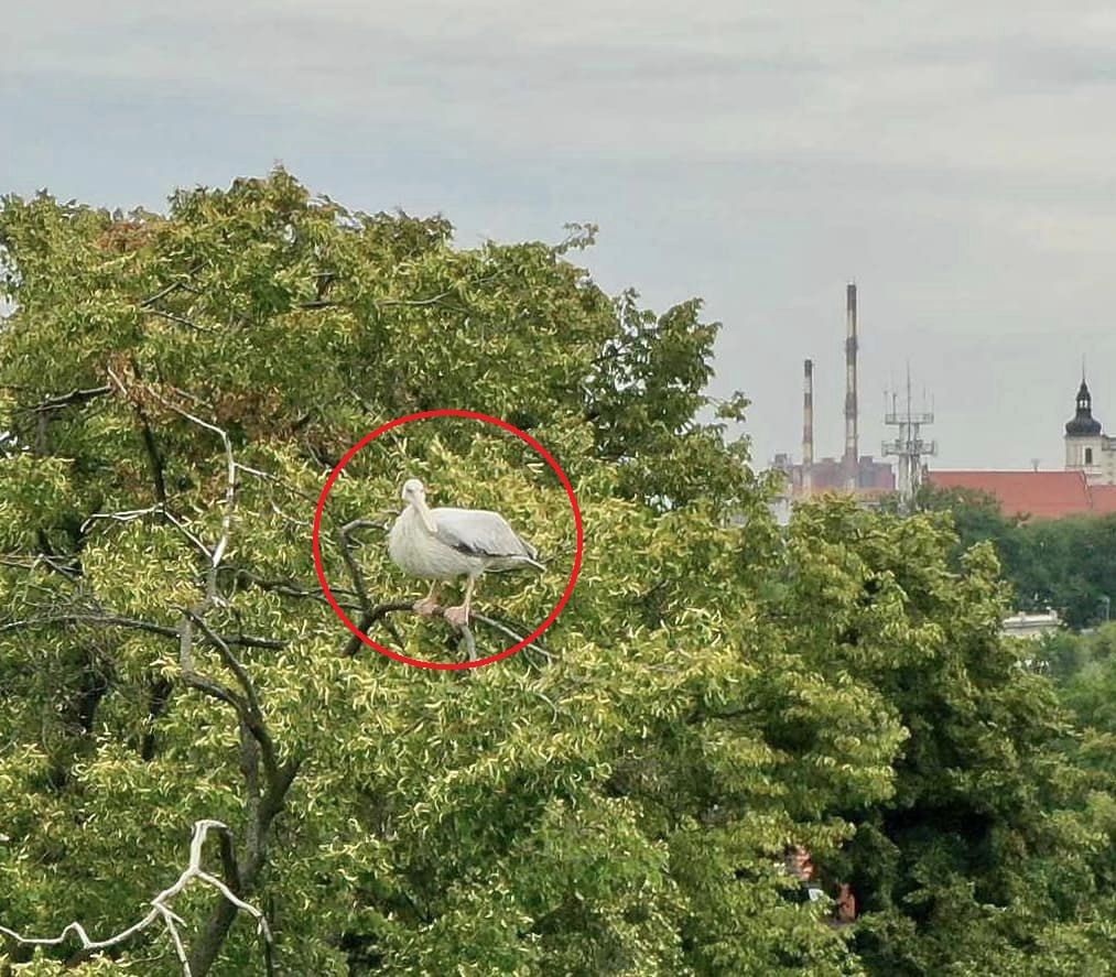  Egzotyczny ptak grasuje w Opolu. "Proszę go nie łapać"