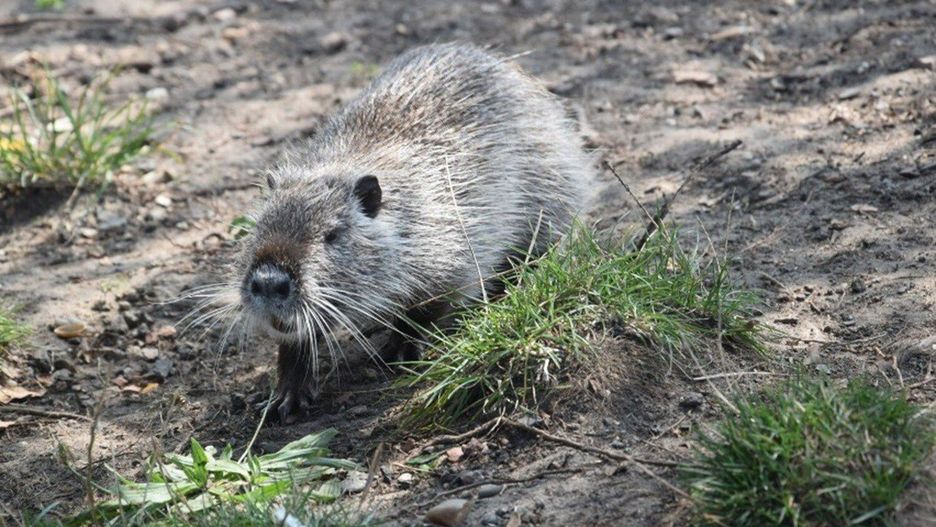 Odłowione w Rybniku nutrie trafiły do dwóch legalnie działających ośrodków w mieście