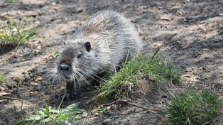 Rybnik: Odłowili kolejne nutrie. To gatunek inwazyjny, który szybko się rozmnaża. Można je dokarmiać w legalnych ośrodkach