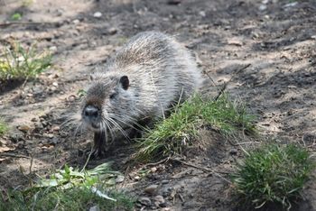 Rybnik: Odłowili kolejne nutrie. To gatunek inwazyjny, który szybko się rozmnaża. Można je dokarmiać w legalnych ośrodkach